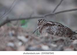 Attēlu rezultāti vaicājumam “Scolopax rusticola”