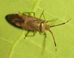 Attēlu rezultāti vaicājumam “Pantilius tunicatus imago”