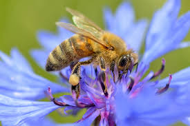 Attēlu rezultāti vaicājumam “Apis mellifera”
