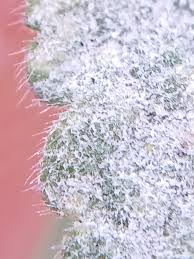 Attēlu rezultāti vaicājumam “Erysiphe galeopsidis”