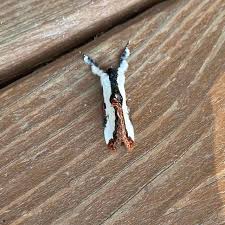 Attēlu rezultāti vaicājumam “Clossiana euphrosyne upperside”