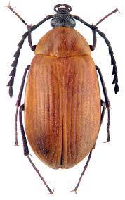 Attēlu rezultāti vaicājumam “Alleculidae”