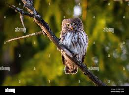 Attēlu rezultāti vaicājumam “Glaucidium passerinum”