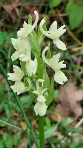 Attēlu rezultāti vaicājumam “Dactylorhiza”