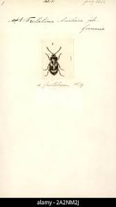 Attēlu rezultāti vaicājumam “Tetratomidae”