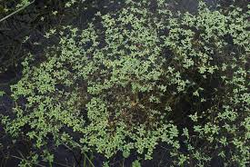 Attēlu rezultāti vaicājumam “Callitriche verna flower”