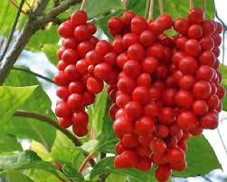 Attēlu rezultāti vaicājumam “Schisandra chinensis”