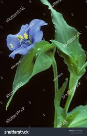 Attēlu rezultāti vaicājumam “Commelina coelestis flower”