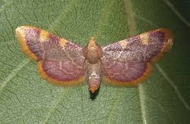 Attēlu rezultāti vaicājumam “Hypsopygia costalis”