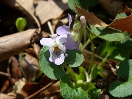 Attēlu rezultāti vaicājumam “Viola epipsila flower”