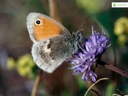 Attēlu rezultāti vaicājumam “Coenonympha pamphilus upperside”