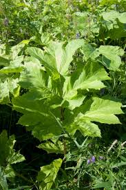 Attēlu rezultāti vaicājumam “Heracleum sosnowskyi”