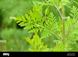 Attēlu rezultāti vaicājumam “Ambrosia artemisiifolia leaf”