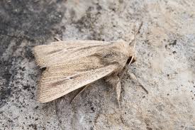 Attēlu rezultāti vaicājumam “Mythimna flammea”