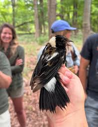 Image result for Dolichonyx oryzivorus