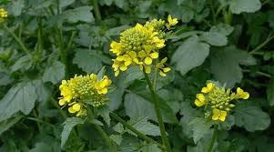 Attēlu rezultāti vaicājumam “Sinapis alba leaf”