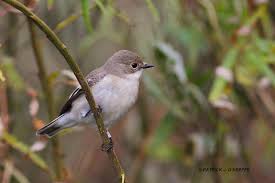 Attēlu rezultāti vaicājumam “Ficedula hypoleuca juvenile”