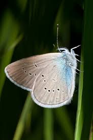 Attēlu rezultāti vaicājumam “Cyaniris semiargus”