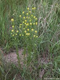 Attēlu rezultāti vaicājumam “Erysimum cheiranthoides leaf”