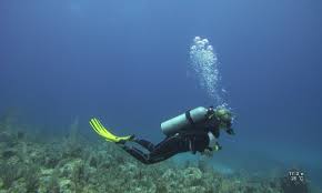 Image result for Canary Divers