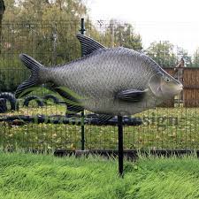 Attēlu rezultāti vaicājumam “Abramis brama”