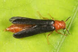 Attēlu rezultāti vaicājumam “Lymexylidae”