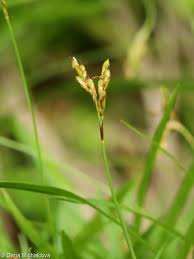 Attēlu rezultāti vaicājumam “Carex ornithopoda fruit”