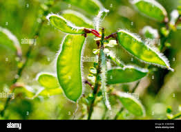Attēlu rezultāti vaicājumam “Cytisus scoparius leaf”