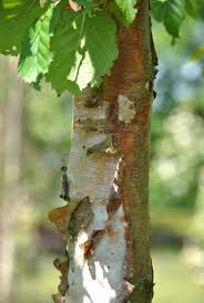 Attēlu rezultāti vaicājumam “Betula papyrifera”