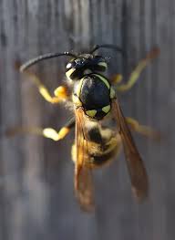 Attēlu rezultāti vaicājumam “Vespula germanica”