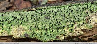 Attēlu rezultāti vaicājumam “Calicium viride”