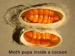 Attēlu rezultāti vaicājumam “cocoon”