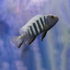 Risultati immagini per cynotilapia pulpican