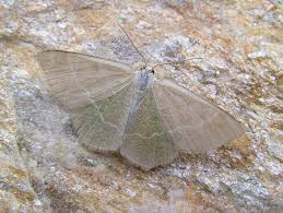 Attēlu rezultāti vaicājumam “Chlorissa viridata”