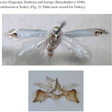 Attēlu rezultāti vaicājumam “Diurnea lipsiella male”
