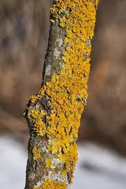 Attēlu rezultāti vaicājumam “Xanthoria parietina”
