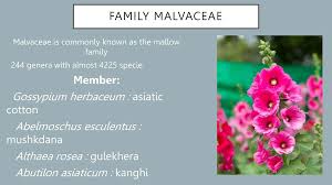 Attēlu rezultāti vaicājumam “Malvaceae”
