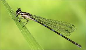 Attēlu rezultāti vaicājumam “Coenagrion pulchellum female”