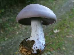 Attēlu rezultāti vaicājumam “Lepista nuda”