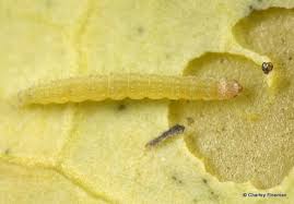 Attēlu rezultāti vaicājumam “Diprionidae cocoon”