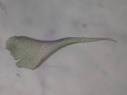 Attēlu rezultāti vaicājumam “Gymnostomum calcareum”