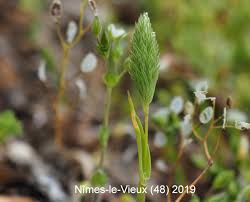 Attēlu rezultāti vaicājumam “Phleum phleoides fruit”