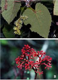 Attēlu rezultāti vaicājumam “Vitaceae”