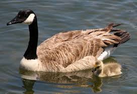 Attēlu rezultāti vaicājumam “Branta canadensis adult”