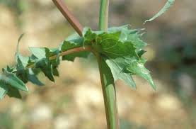 Attēlu rezultāti vaicājumam “Sonchus oleraceus leaf”