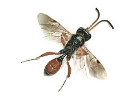 Attēlu rezultāti vaicājumam “Ichneumonidae imago”