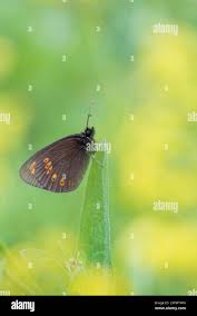Attēlu rezultāti vaicājumam “Erebia ligea underside”