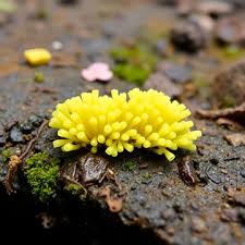 Attēlu rezultāti vaicājumam “Trichia varia macro”