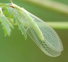 Attēlu rezultāti vaicājumam “Chrysopidae”