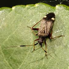 Attēlu rezultāti vaicājumam “Closterotomus biclavatus”